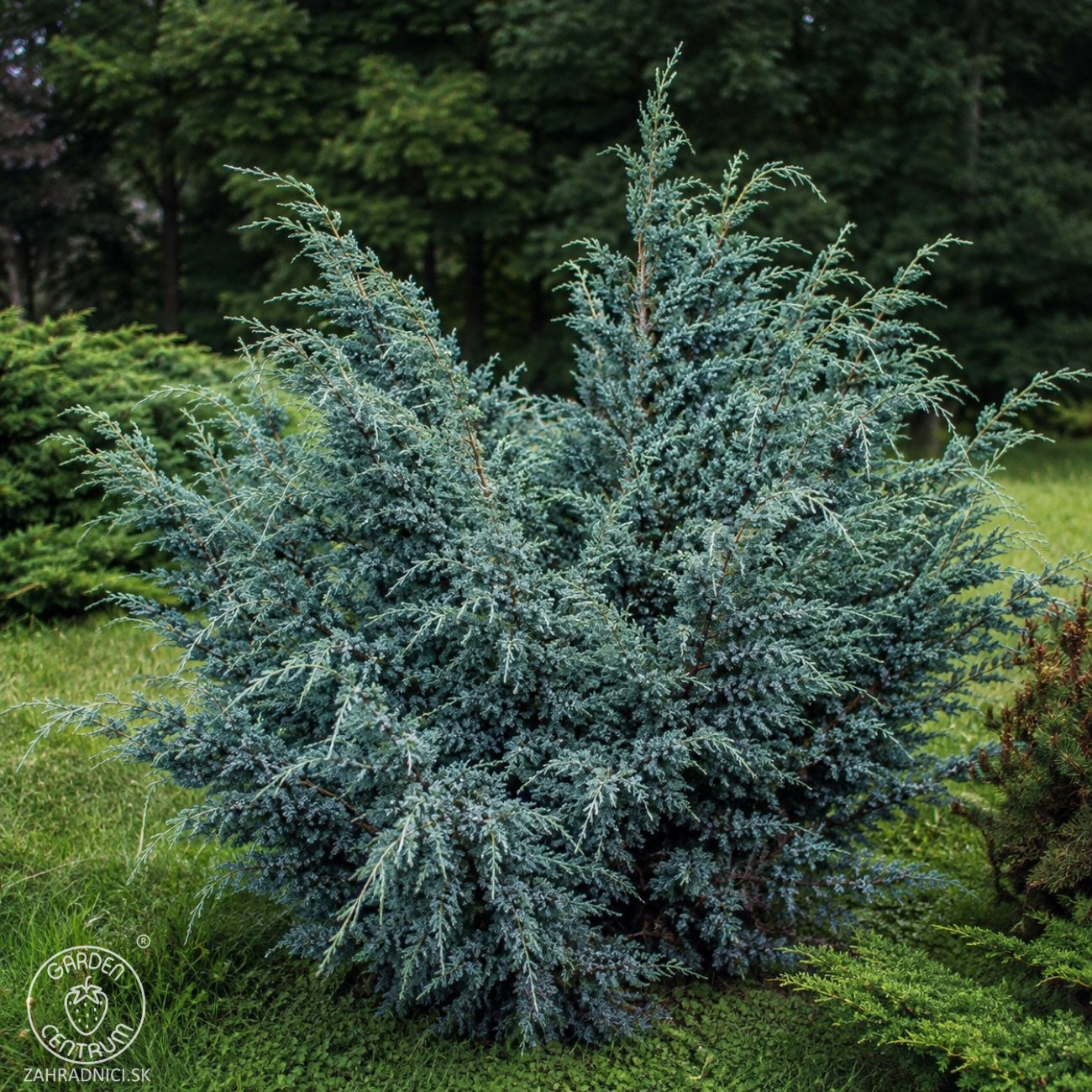 Obrázok Borievka čínska (Juniperus chinensis) ´BLUE ALPS´ - výška 30-50 cm, kont. C3L